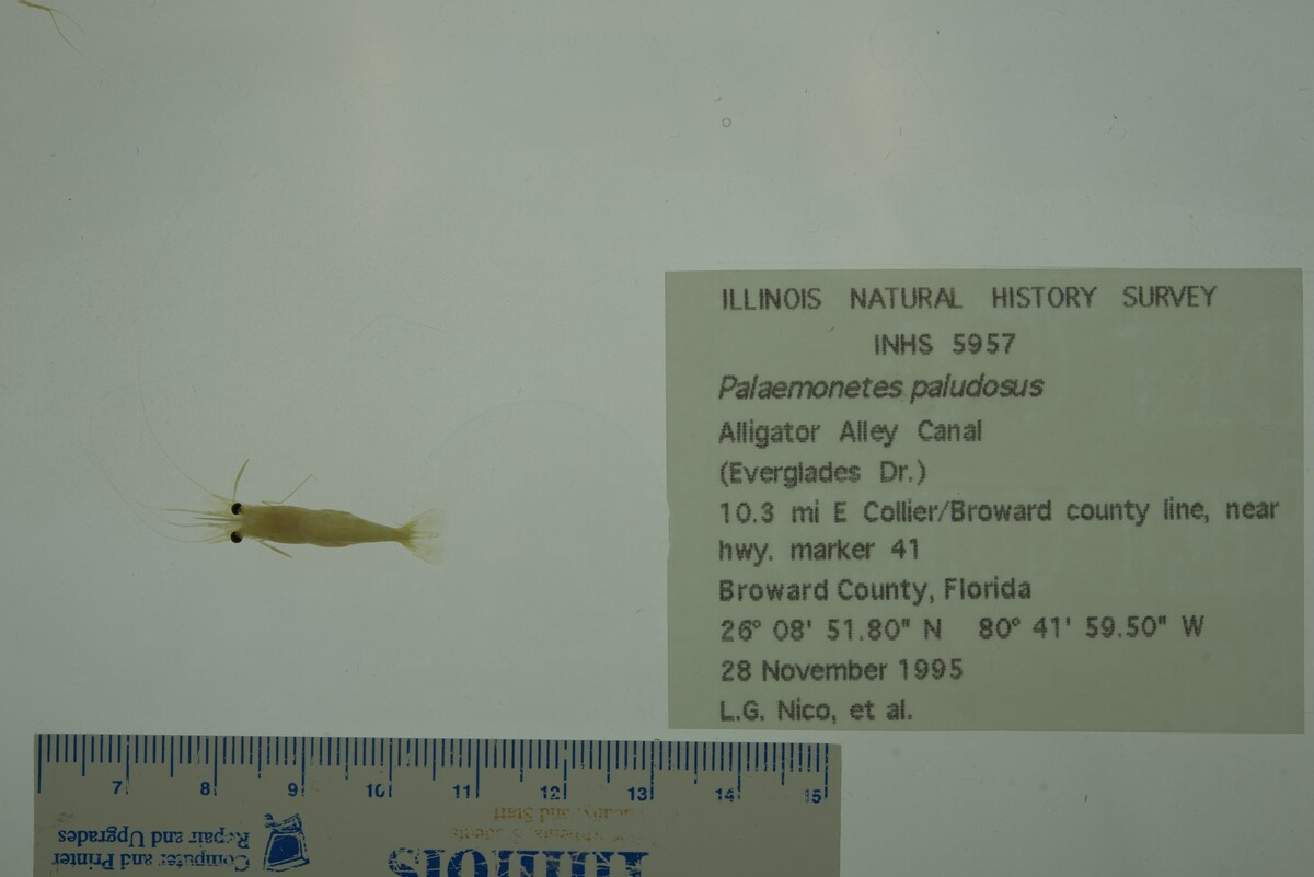 Palaemonetes paludosus image
